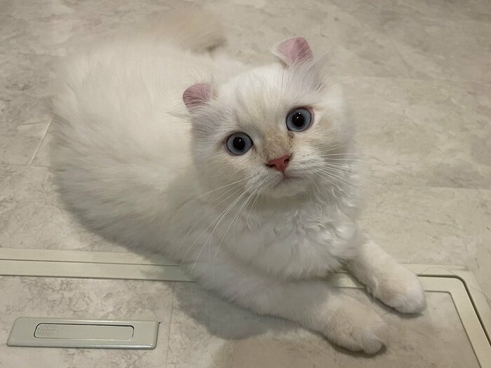 箱の中にいたのは、おこめちゃん