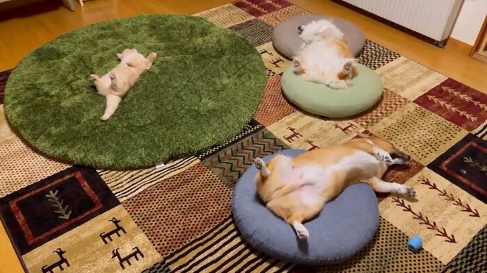 それぞれ仰向けで大胆に寝ている