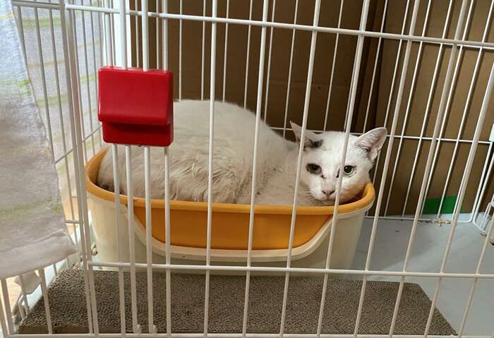 捕獲されてすぐは恐怖ととまどいから、ケージ内にある猫トイレにうずくまっていた。(『歌舞伎町の野良猫「たにゃ」と僕』より)