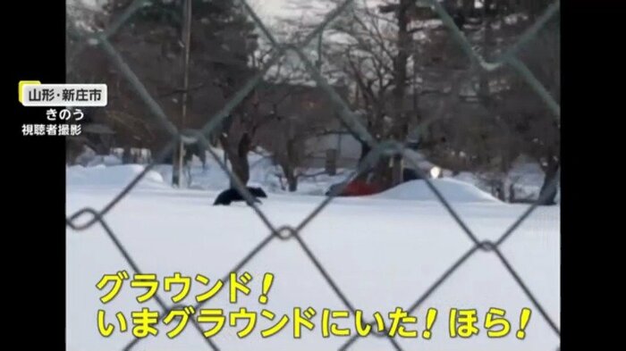 目撃されたクマ(視聴者撮影)