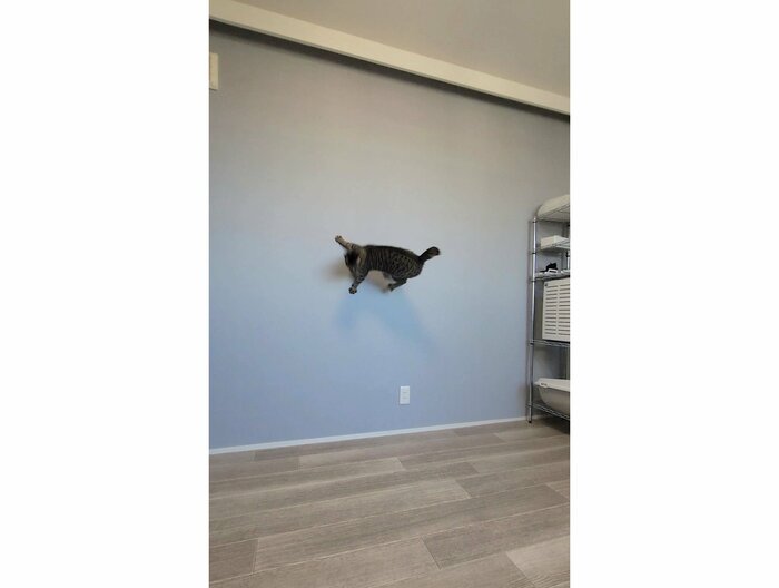 壁に猫がくっついていようにも見える(提供:しぴこめさん)
