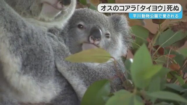 オスのコアラ「タイヨウ」（平川動物公園）