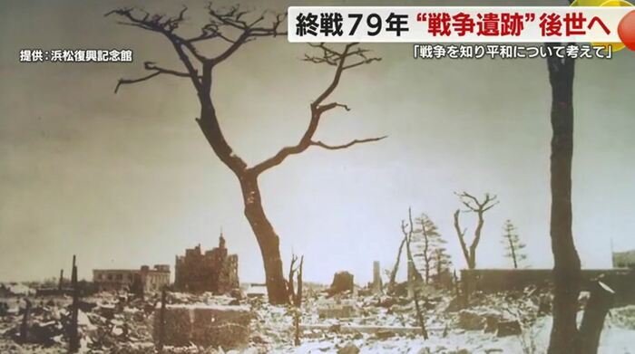 空襲を生き延びたプラタナスの木