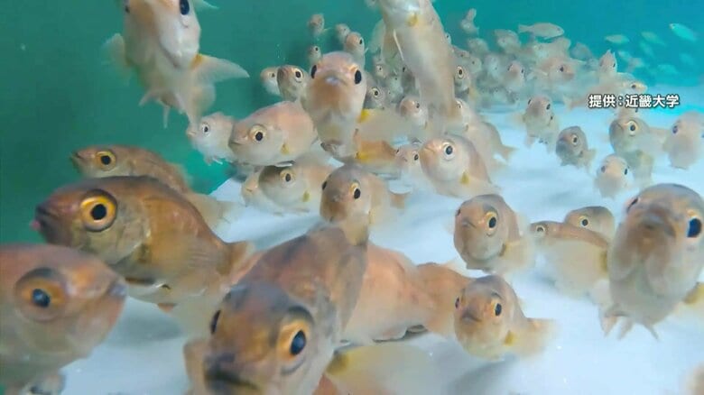 “世界初”近畿大学が「ノドグロ」完全養殖に成功…光に弱くデリケートで飼育は苦労の連続　天然物高騰で“近大ノドグロ”に期待の声｜FNNプライムオンライン