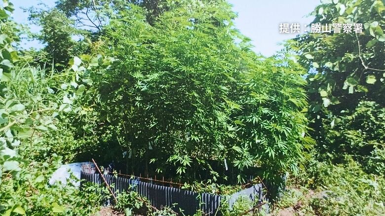 九頭竜川の河川敷などで大麻草を栽培か　勝山市の男2人を逮捕　情報提供を受け改正法施行後、福井県内で初の検挙｜FNNプライムオンライン