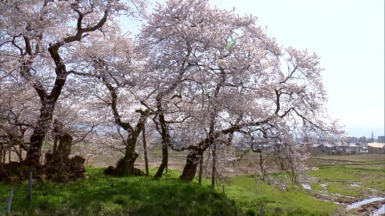会津若松市・石部桜　樹齢約650年　歴史を感じさせる特別なひとときを《ふくしま桜紀行2025》｜FNNプライムオンライン