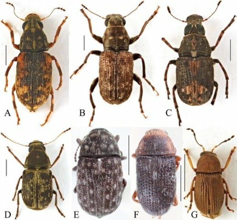 石川県初記録のヒゲナガゾウムシ科7種を発見