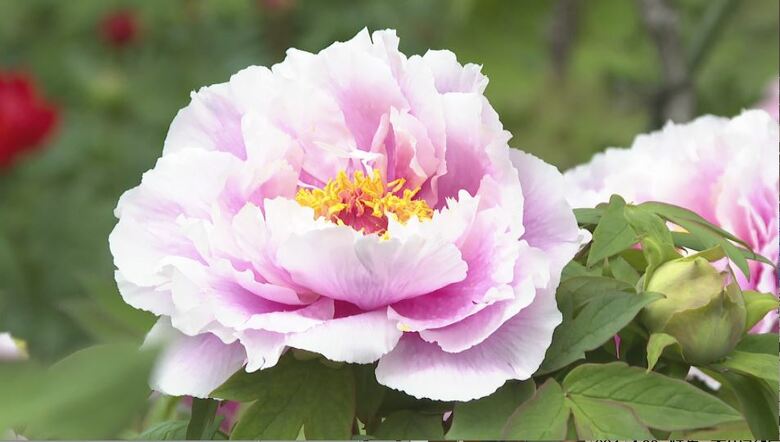 「優しい気持ちに」ボタンの花が見頃　暖かさで開花が早まり、GW中が1番の見頃に　120種・1300株以上が植えられた玄向寺　長野・松本市｜FNNプライムオンライン