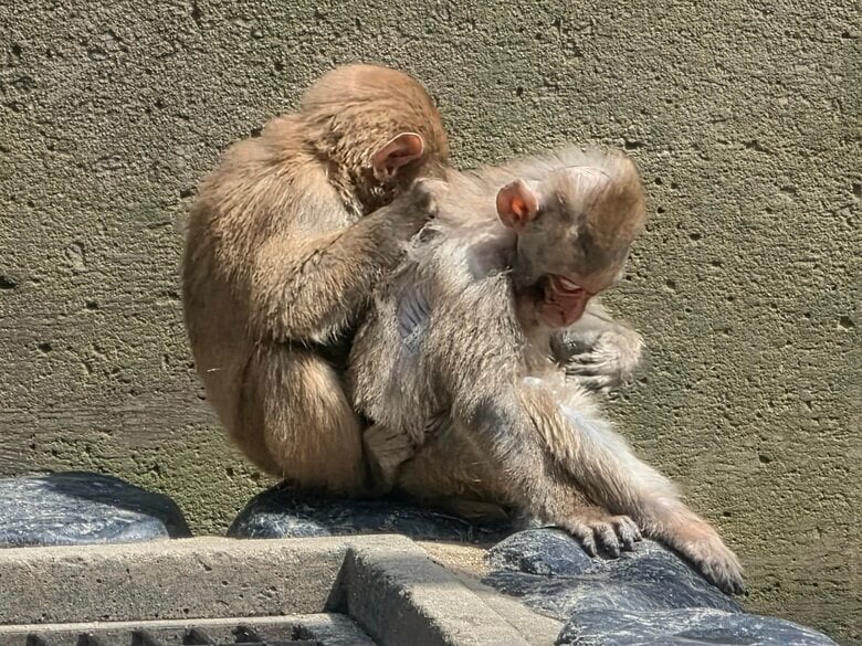 公園のサルはどこへ向かうのか――贈収賄事件後に残された「頭数削減」の重い宿題【鳥取発】<br />｜FNNプライムオンライン