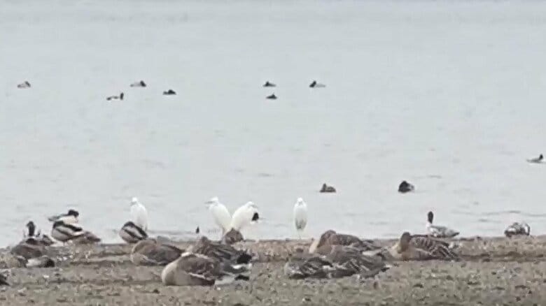 琵琶湖で水鳥“大量死”…大津港周辺で50羽の死骸確認　野鳥観察続ける中学生「早く原因調査を」　“幻の道”出現との関連は｜FNNプライムオンライン