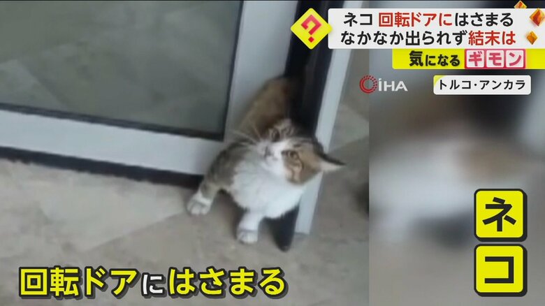 ネコが“回転ドア”にはさまる　前脚や口を使って必死に動くも抜け出せず…通行人たちが協力して救出　トルコ｜FNNプライムオンライン