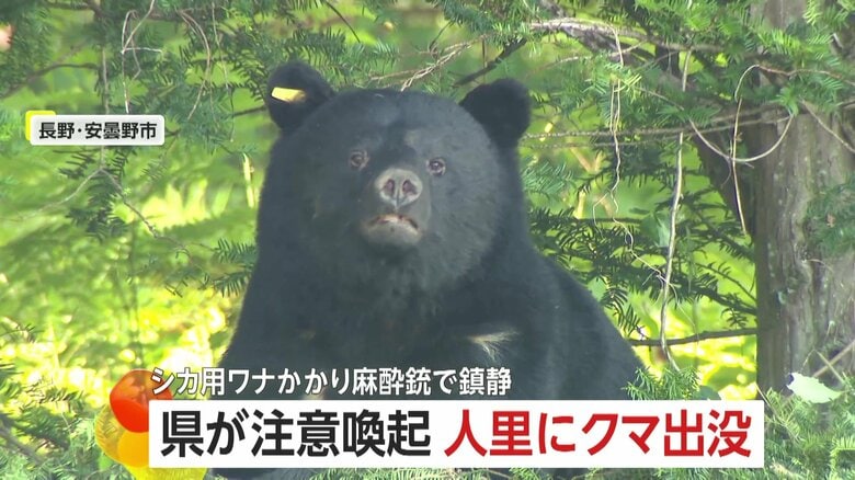 人里にクマ出没…体長135cm・体重約90kgの成獣がシカ用ワナに　麻酔で眠らせ山へ　出没急増…県が注意喚起　長野・安曇野市｜FNNプライムオンライン