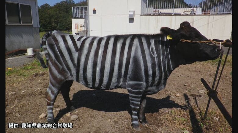 畜産業への活用にも期待…牛をシマ模様にした“シマウシ”で虫よけ効果 愛知県でのユニーク研究にイグ・ノーベル賞｜FNNプライムオンライン