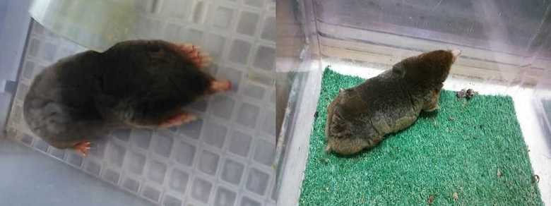 左がアズマモグラ、右がコウベモグラ。