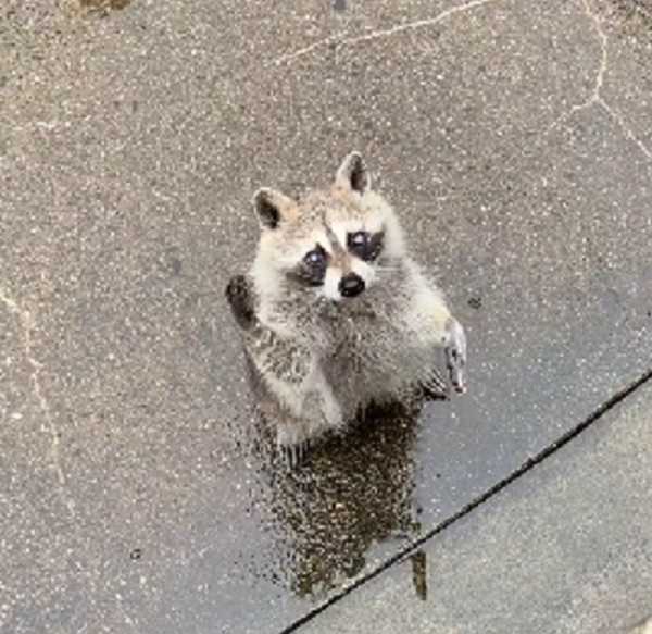 来園者に向かって挙手するカルー(動画より抜粋)