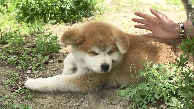 ふわふわの秋田犬