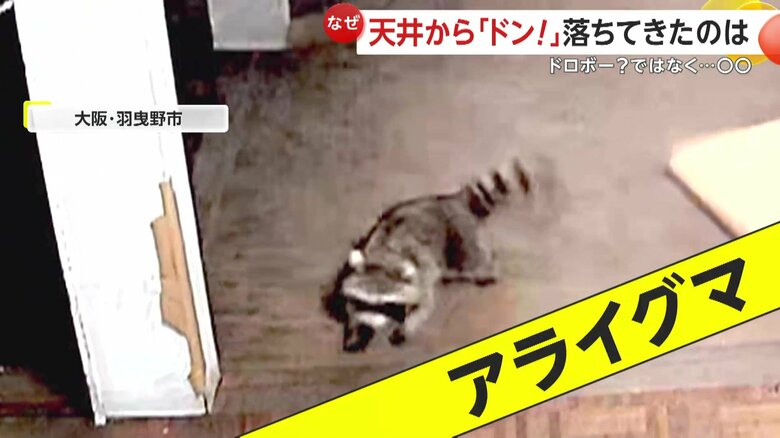天井裏から落ちてきた2匹のアライグマ