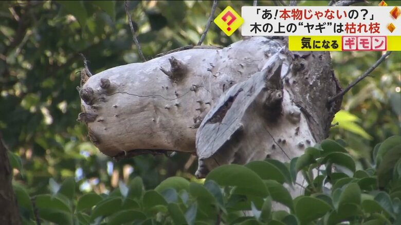 町を見守ってくれているかのような“枯れ枝のヤギ”