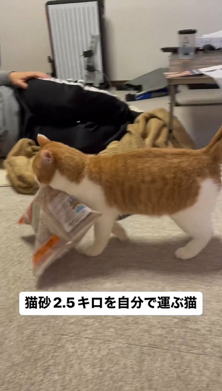 飼い主さんの旦那さんの元へと進んでいく