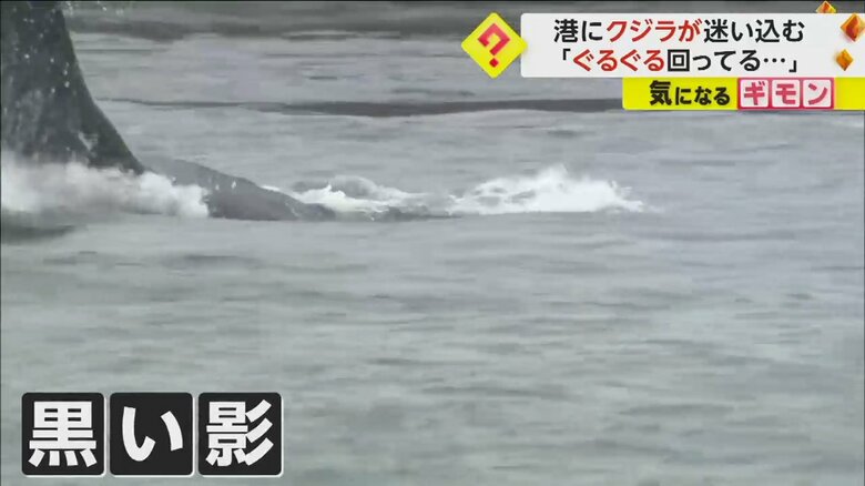 北海道釧路町の老者舞漁港に現れたクジラ