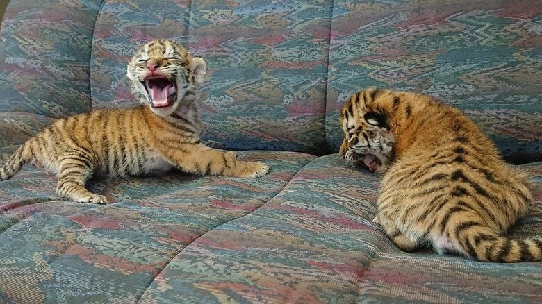 左：四葉ちゃん　右：琥珀くん（2021年12月24日撮影）