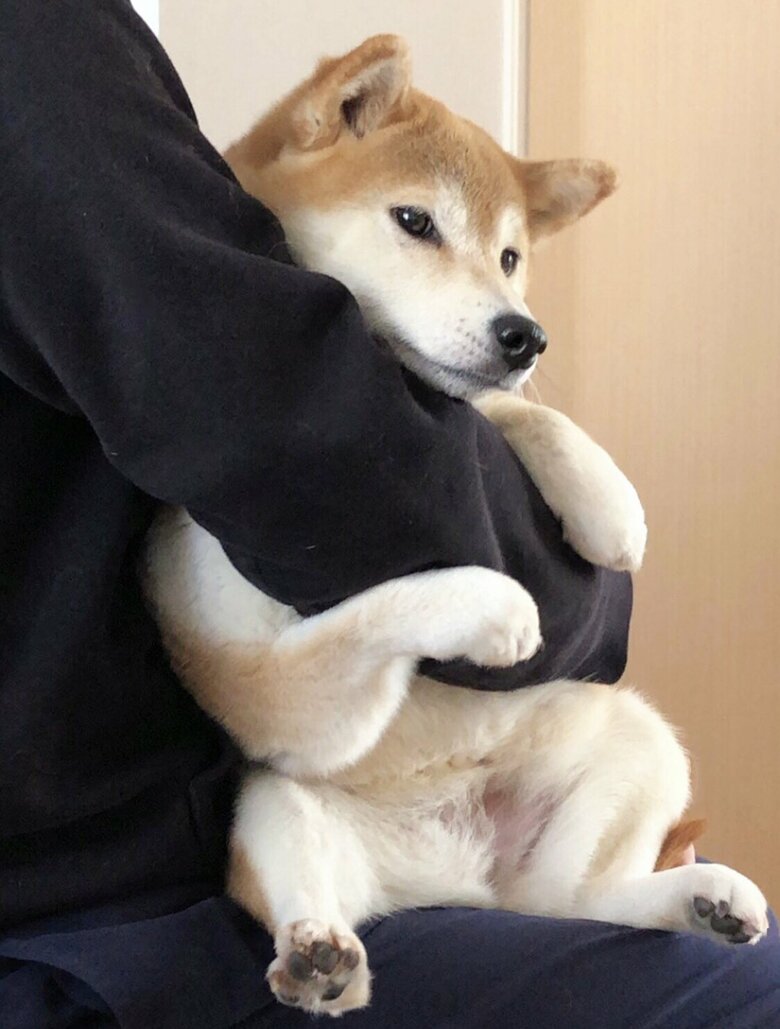 提供：柴犬ももさん