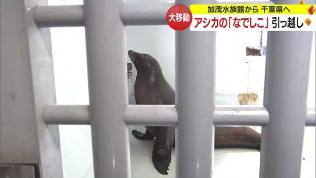 水族館での「なでしこ」