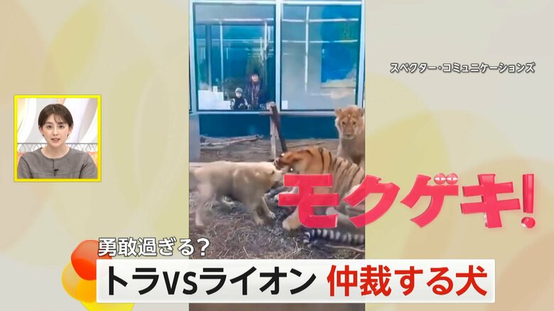 中国・江蘇省の動物園で撮影されたトラとライオンのけんか