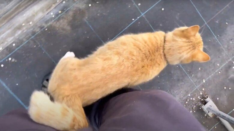 今はスリスリするように