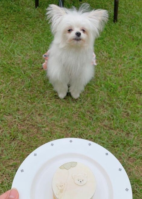 提供：かわいーぬさん