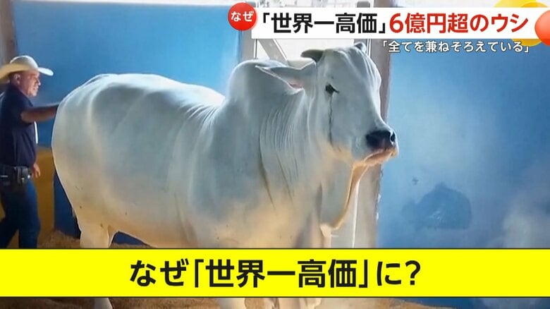 ひづめが堅く、従順な性格から飼育にも手が掛からないというウシ