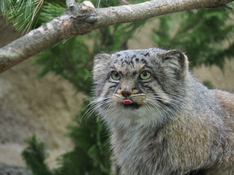 マヌルネコ（提供：那須どうぶつ王国）