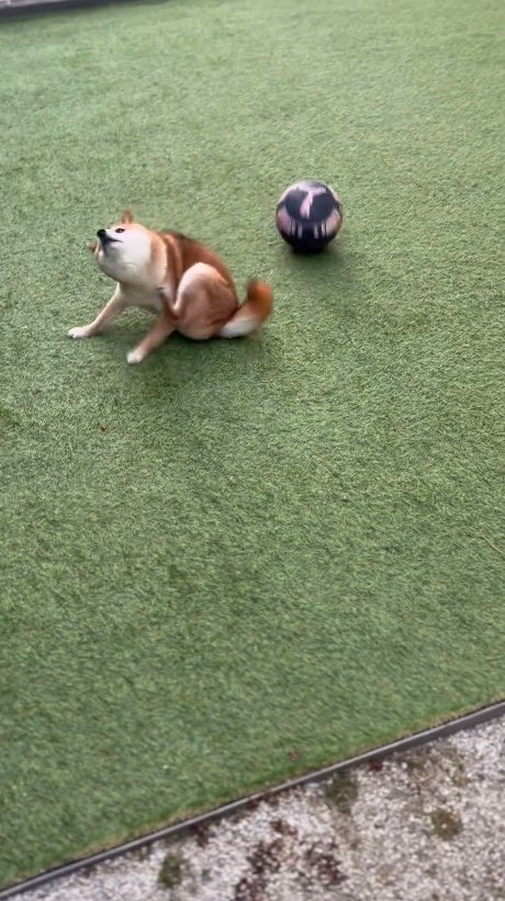 提供：Nerushibaさん