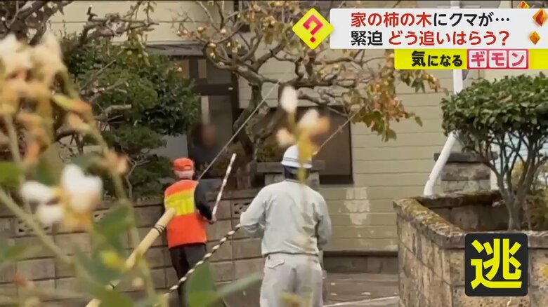 棒でつつかれ、最後は逃げていったクマ