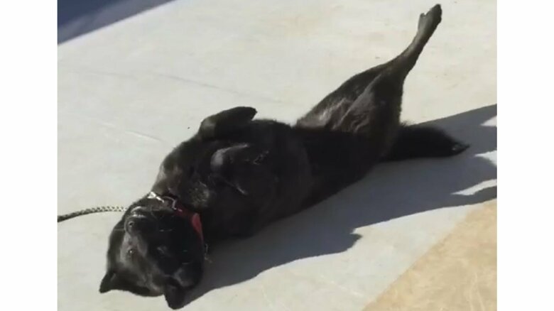 お腹を見せてゴロン