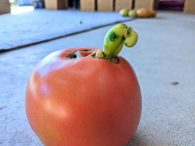 ひょっこりとエイリアンのよう