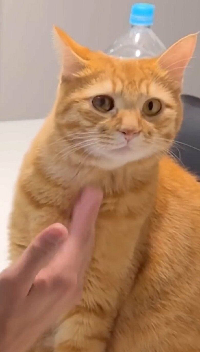 するりとよける