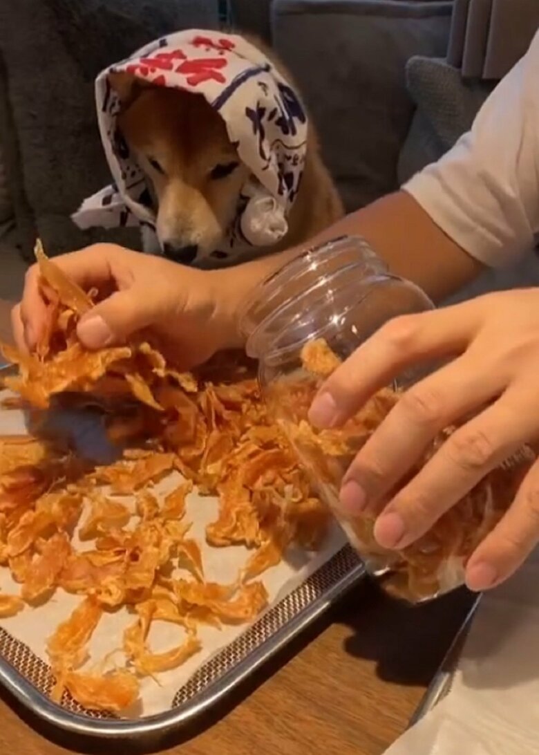 食いしん坊だけども「よし」と言われるまでは食べない良い子