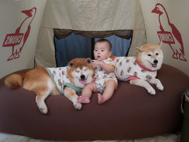 提供：飼い主さん（＠shibainu.berry）