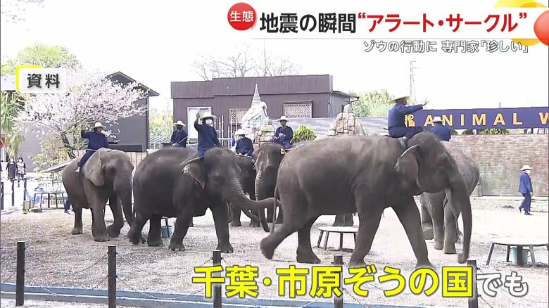 千葉・市原市の「市原ぞうの国」の資料画像