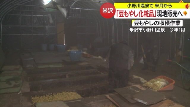 小野川温泉で「豆もやし」を育てる様子