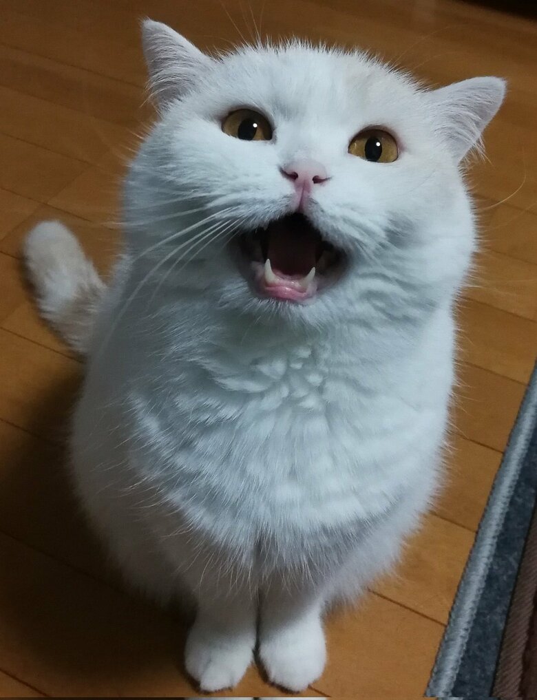 「ニャー！」