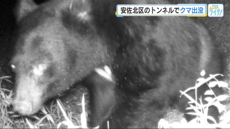 安佐動物公園で撮影されたクマ