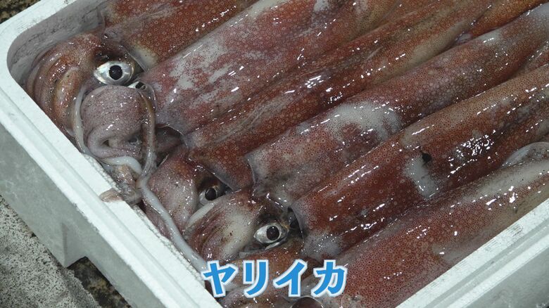 不漁が続くイカ