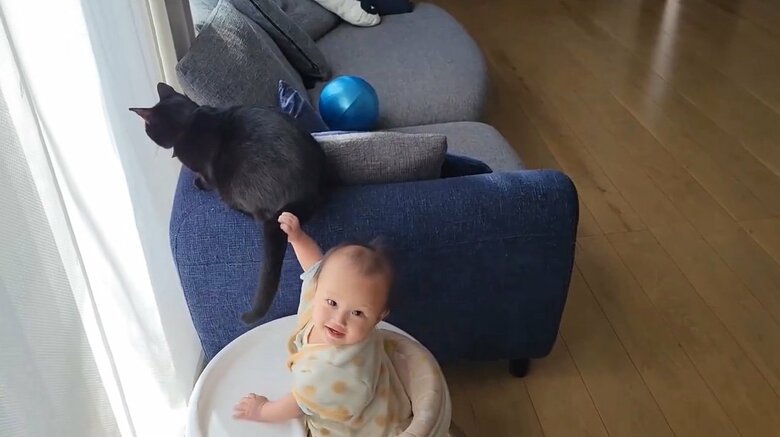 つかめてうれしそう（提供：仔猫を拾ったので）