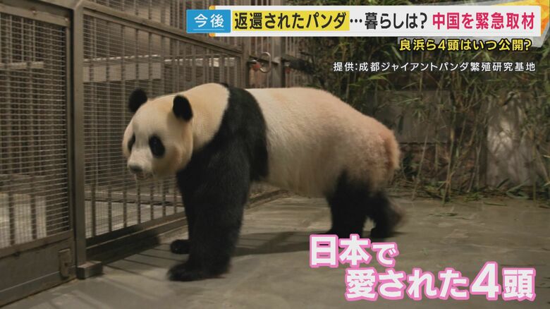 中国で4頭のパンダが公開される日も？