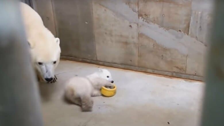 小さな頃から遊びが好き（旭川市旭山動物園公式YouTubeより）