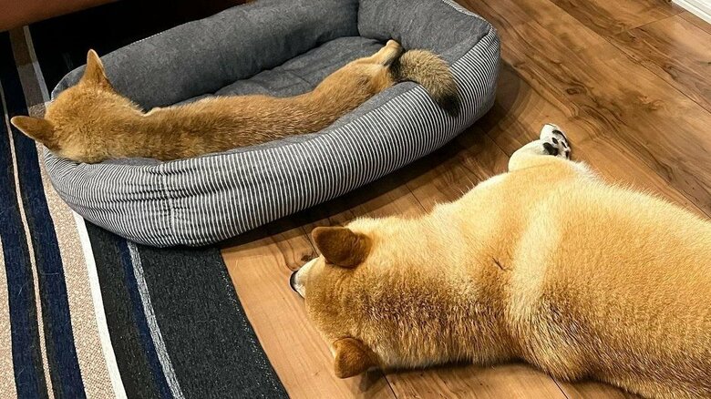 寝姿がシンクロ