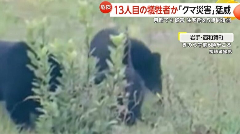 発見されている3頭のクマ