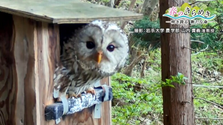 撮影：岩手大学農学部 山内貴義准教授